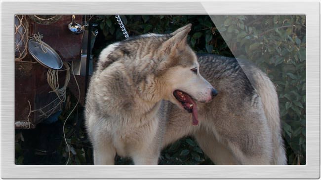 photoshop tutorial pro howl dog