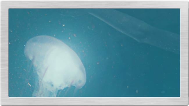 pro photoshop tutorial jellyfish light