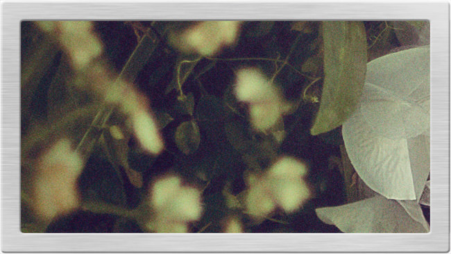 Prophotoshoptutorial-vintage-fashion-flowers