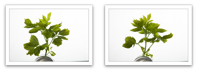 Prophotoshoptutorial-vintage-fashion-plants