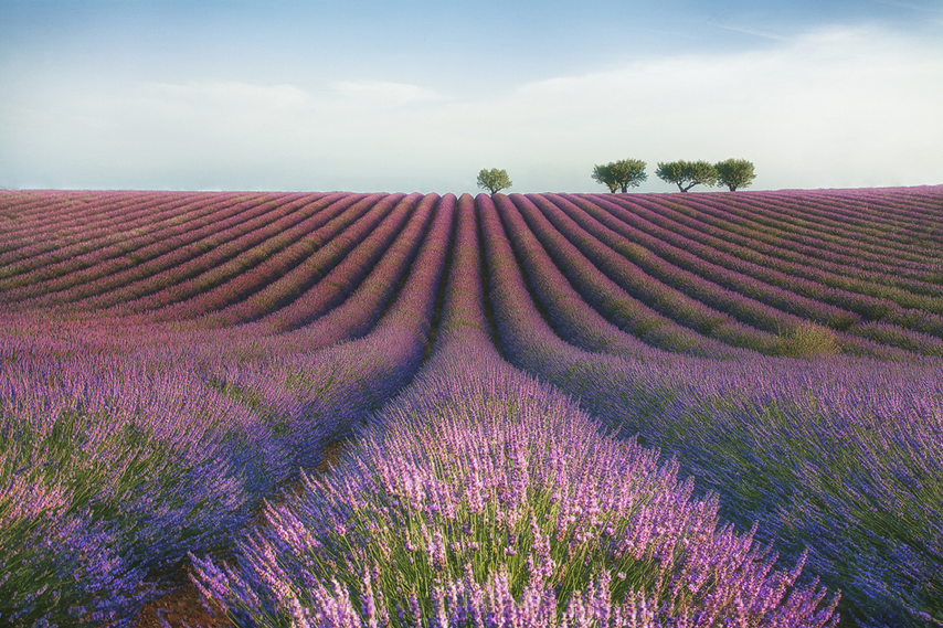 Velours de lavender by Meg C.