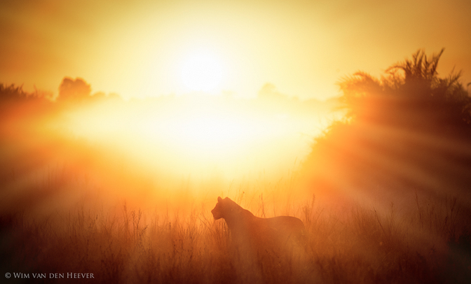 Lion in the mist by Wim van den Heever