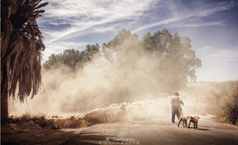 Trashumancia... by Jose luis Serrano