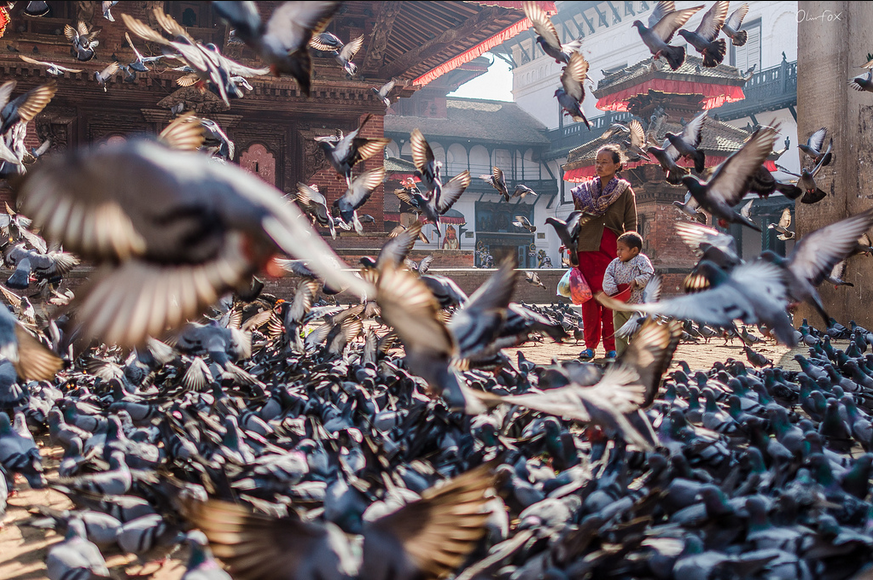 Feed by Olivier Fox