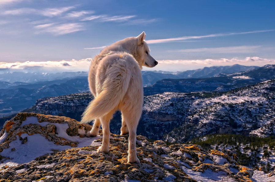 Siberian Husky by Rafael Tamajón