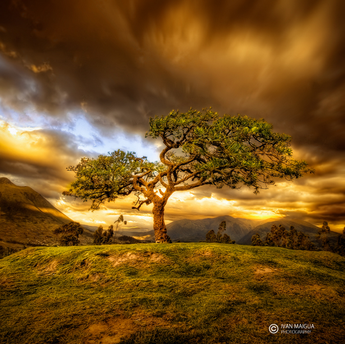 Sacred Tree by Iván Maigua