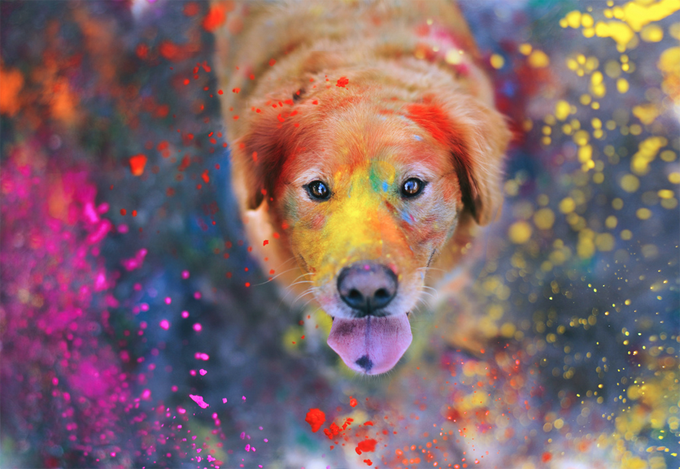 The Explosion of Colors 42/52 by sprinkle happiness
