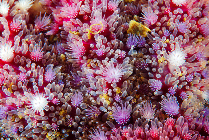 Close Up of Starfish by Alexander Semenov
