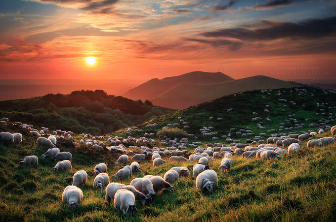 Sheep and Volcanoes by maxosowski
