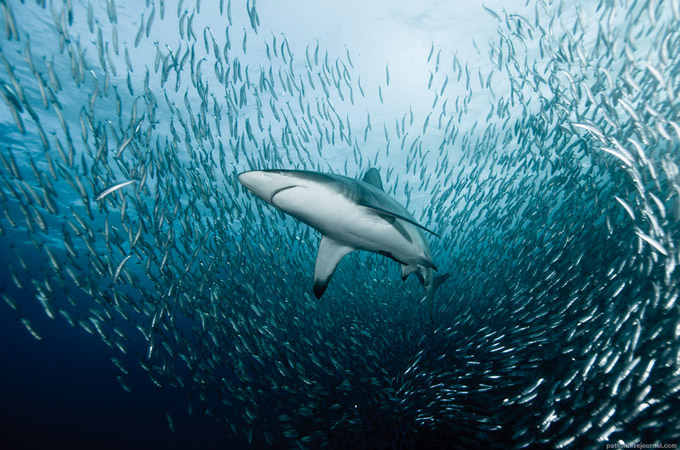 the blue rush by Alexander Safonov
