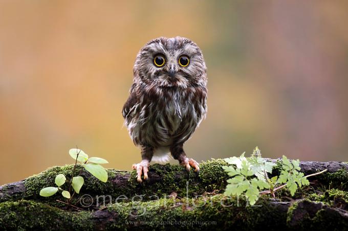Who Me? by Megan Lorenz