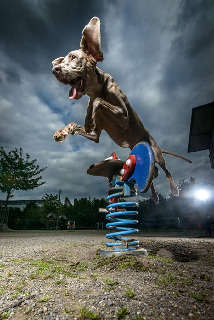 jumping weimaraner dog by Klaus Dyba