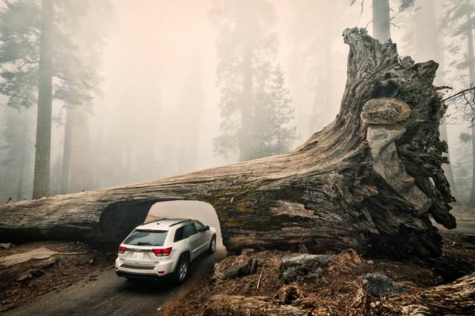 Sequoia Down by Allard Schager