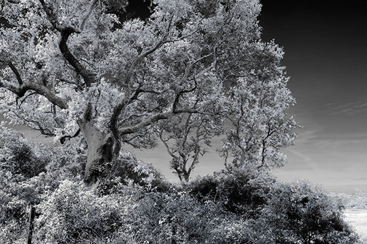 Tips to Convert Your Images to Infrared - PHLEARN