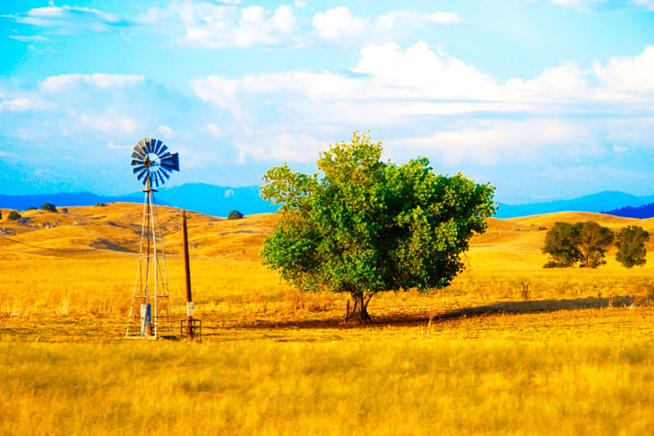 Windmill and a lone leafy tree in a golden grass field under blue sky with white clouds