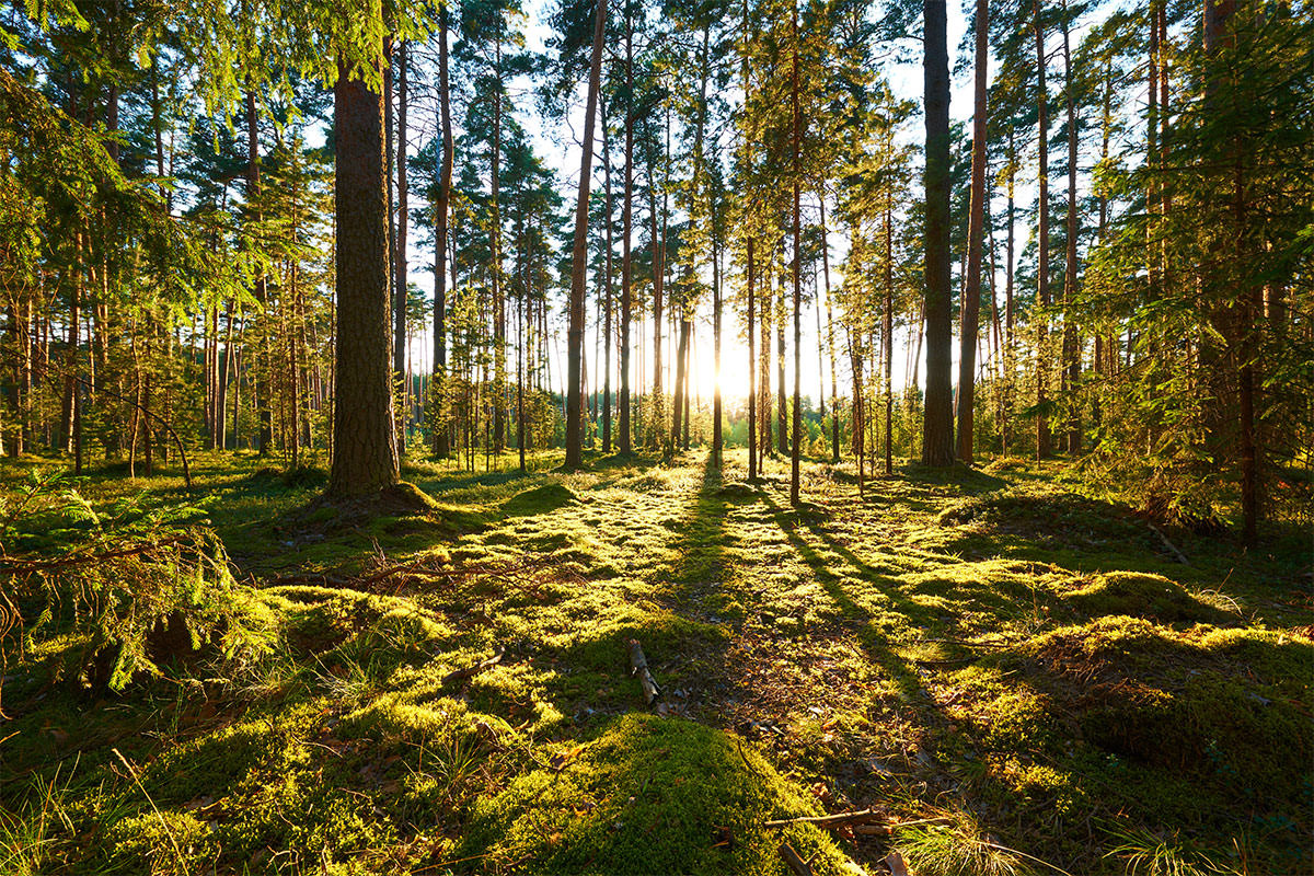 How To Create Sun Rays In Photoshop Phlearn How To Create Sun Rays In Photoshop Phlearn