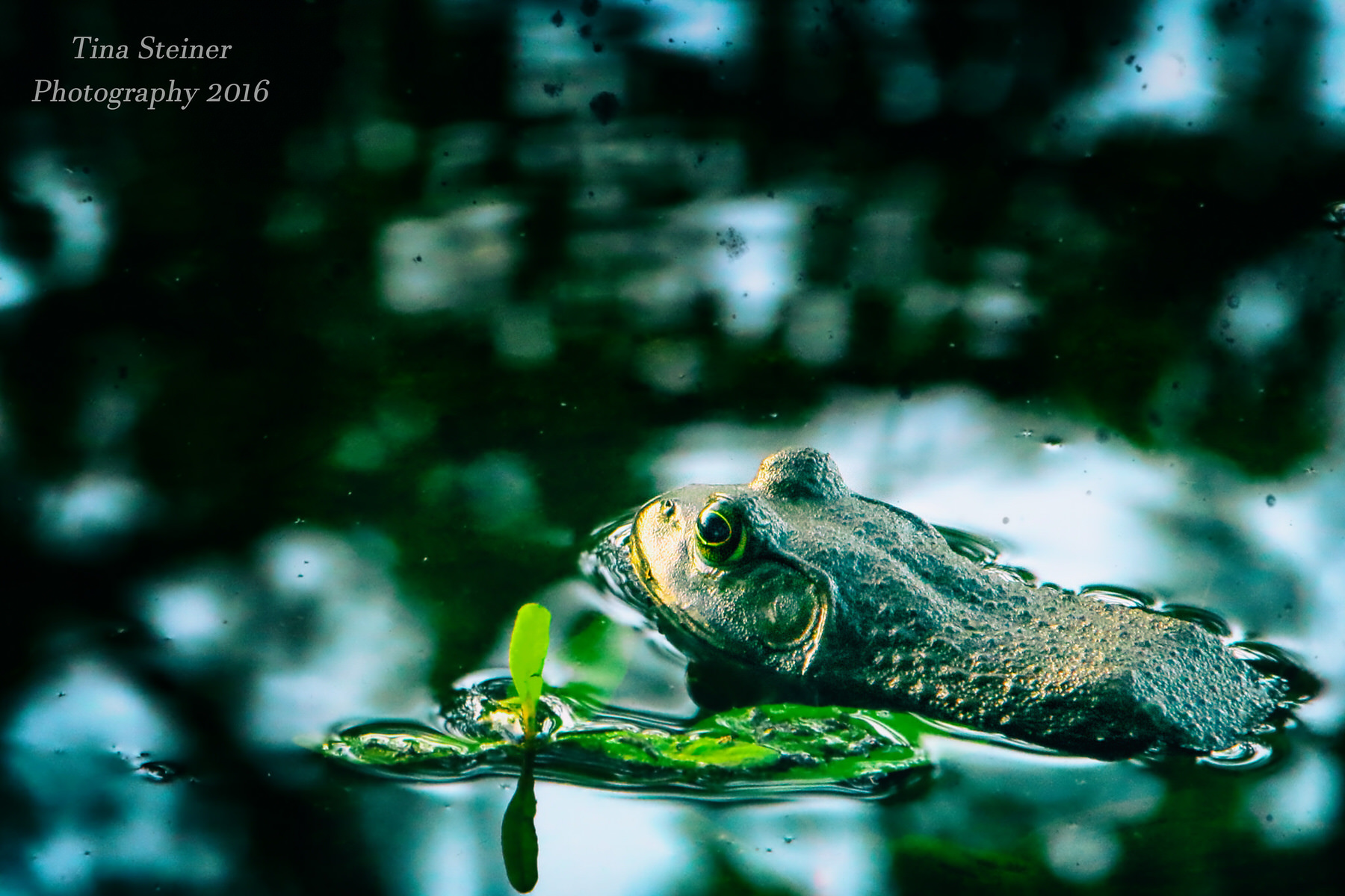 Intro to Nik Filters in (Free Download)