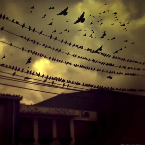 Flock of birds perched on power lines and flying across a golden dusk sky over rooftops, example for the free bird Photoshop brush