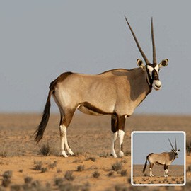 Oryx antelope standing on desert sand with an inset before thumbnail showing a smaller, sharper version, example for the tilt-shift effect in Photoshop