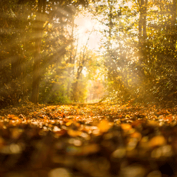 light rays photoshop action phlearn