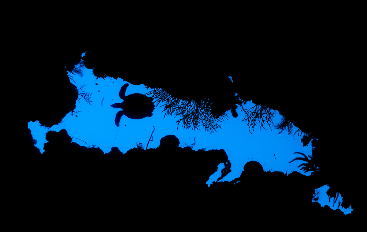 Silhouette of a hawksbill sea turtle swimming across a bright blue opening in a black reef edged with sea fans