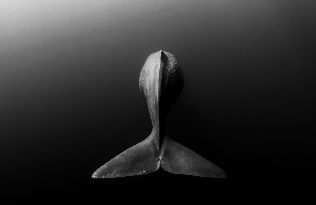 Black-and-white photo of a sperm whale diving straight down into dark water, its tail flukes toward the camera