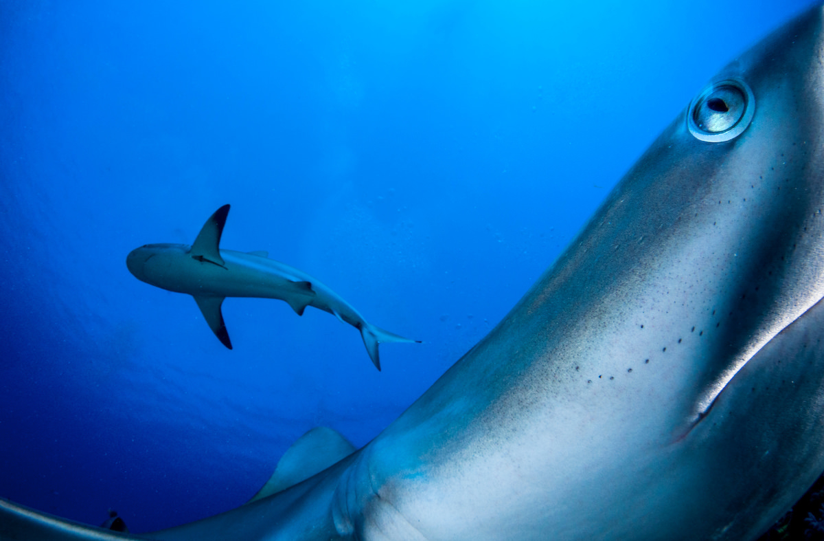 Close-up of a Caribbean reef shark's head and eye at the right as another shark swims past in deep blue water