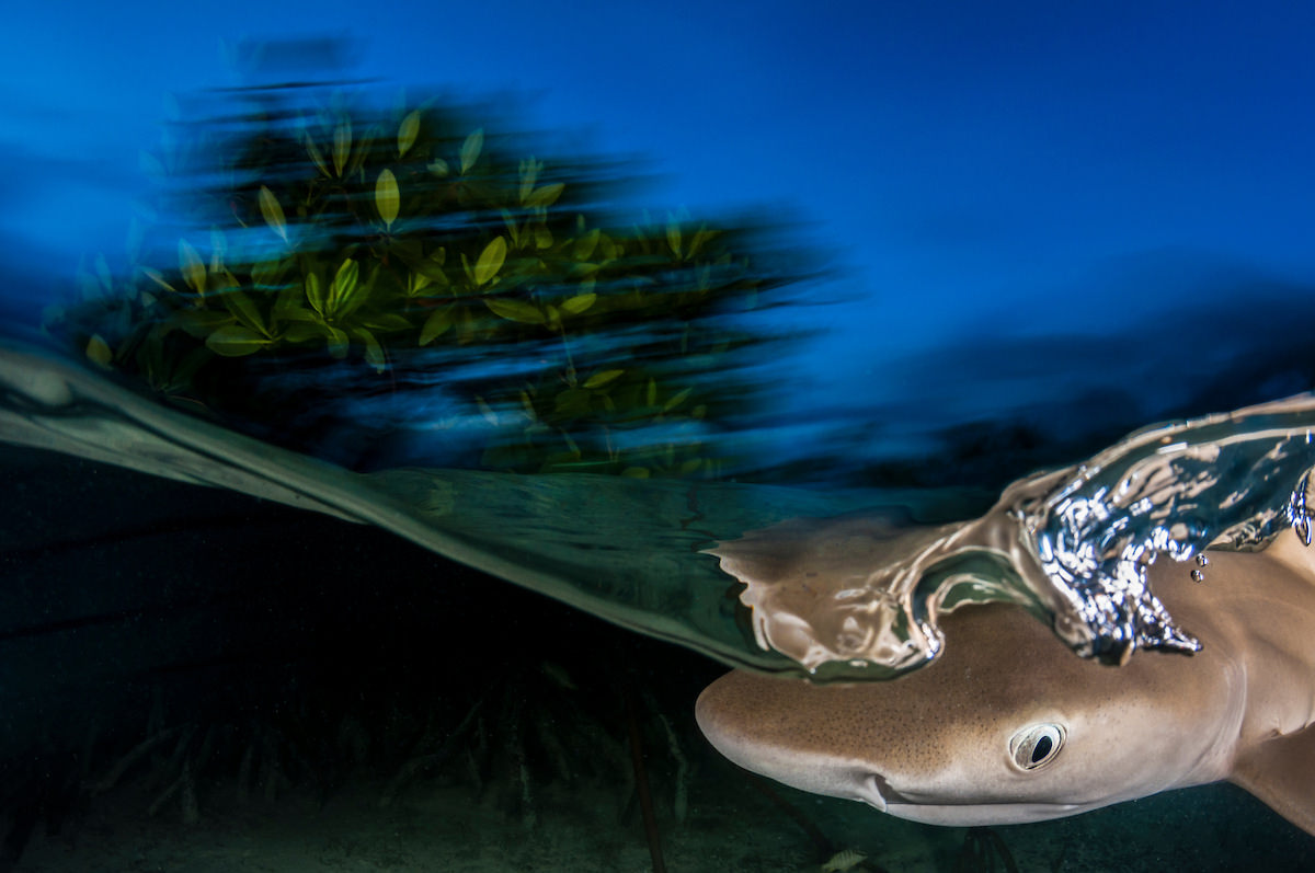 Shane Gross photo: split-level shot of a lemon shark pup breaking the surface, blurred mangroves above the waterline at dusk
