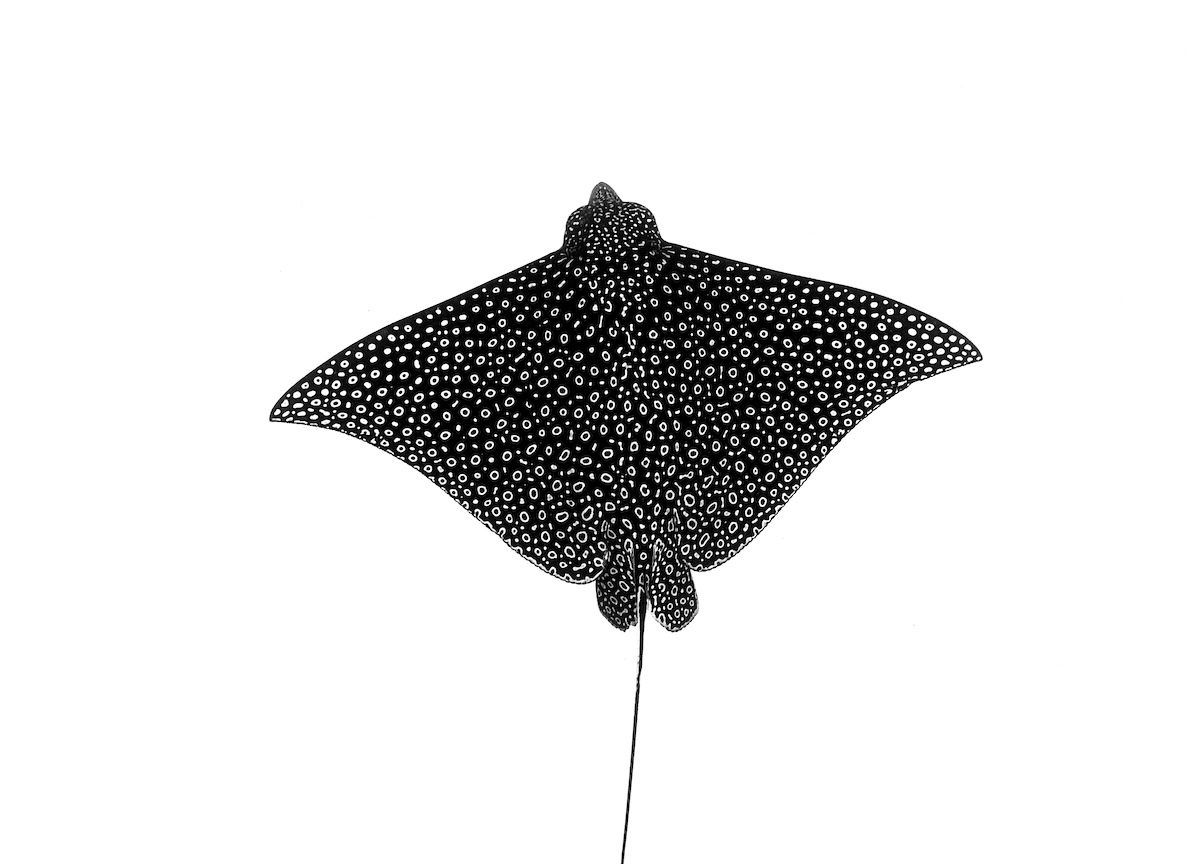 Black-and-white spotted eagle ray seen from directly above, white rings on dark wings, its long tail trailing below