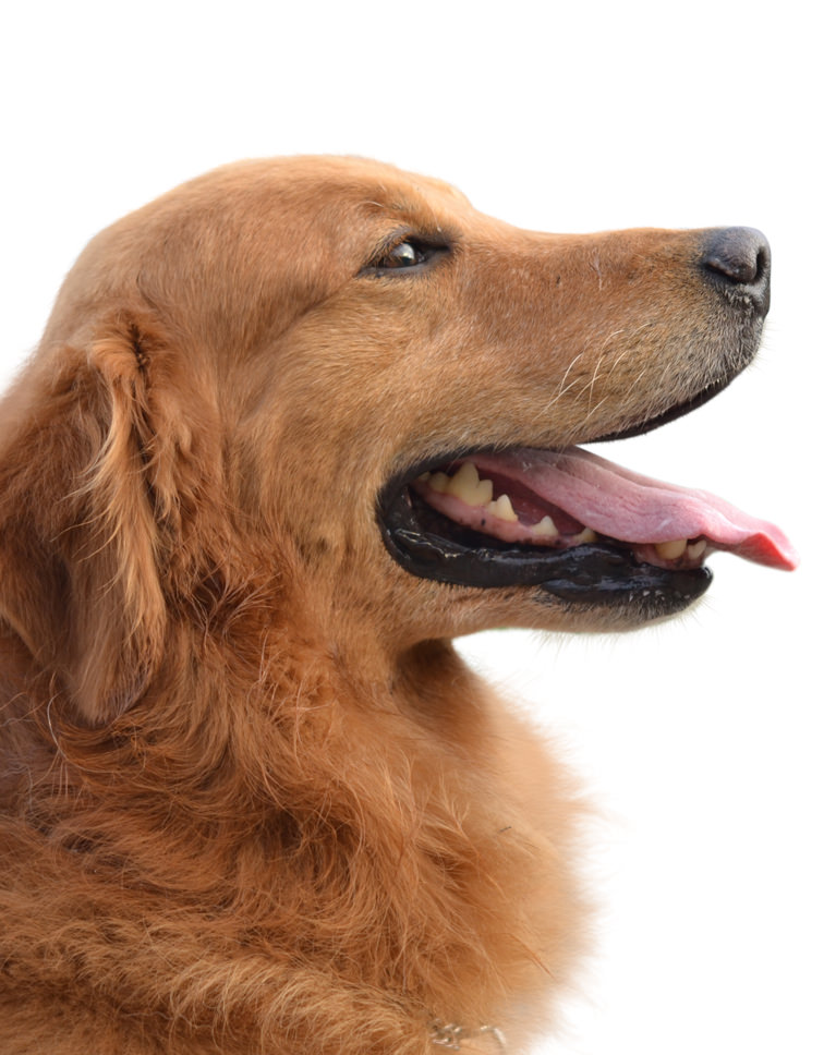 Photoshop Compositing Masking and Cutting Out Dog Example Cut Out