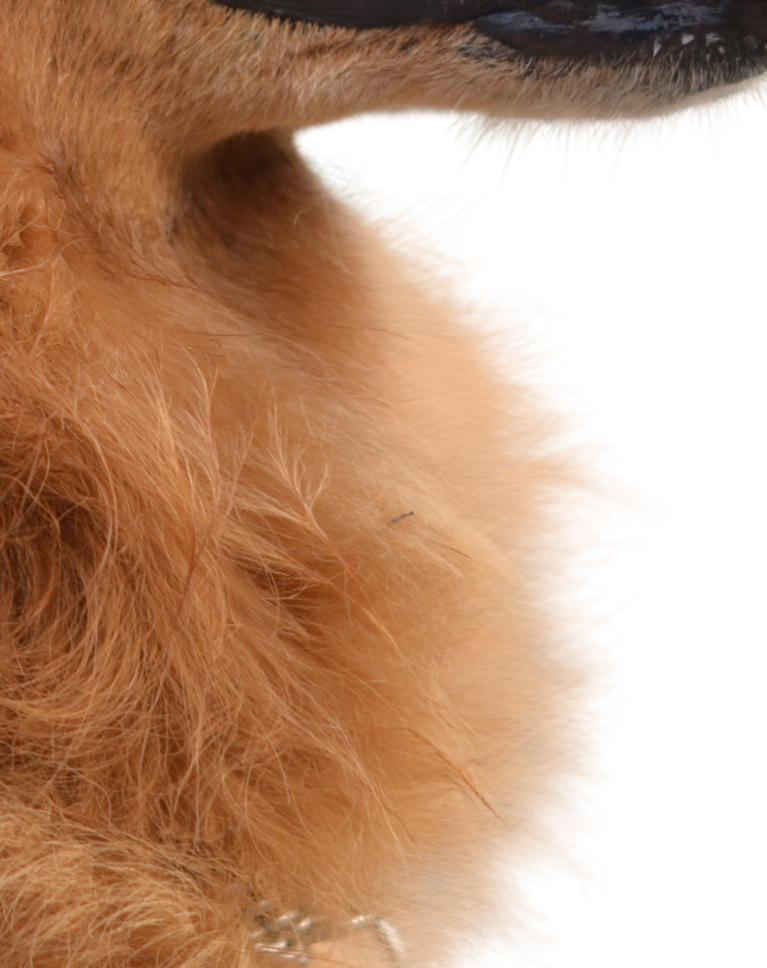 Photoshop Compositing Masking and Cutting Out Dog Example Detail