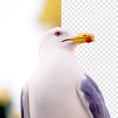 PHLEARN Before After Master Pen Tool in Photoshop