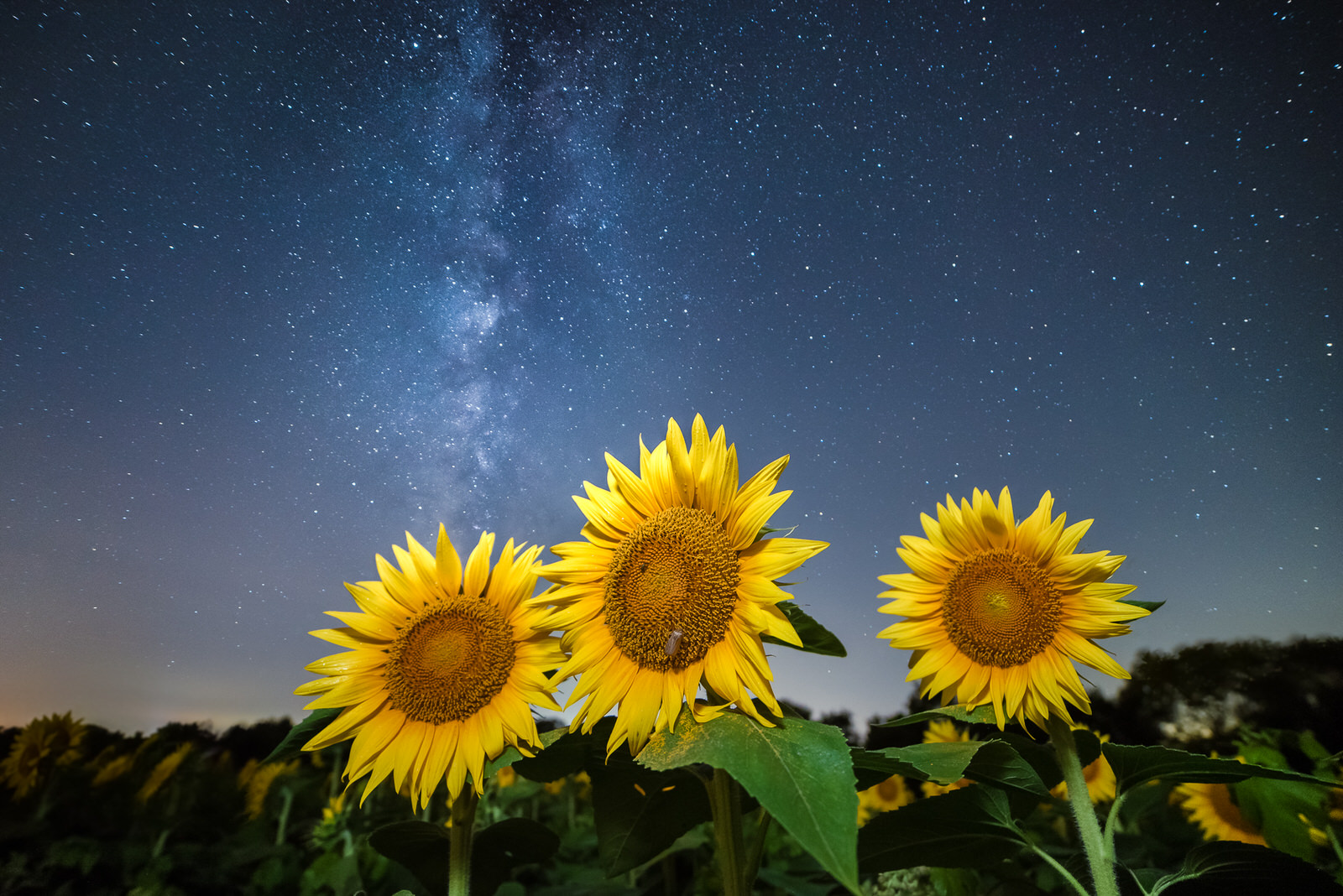 How Ryan Heffron Perfectly Timed the Milky Way Over a Field of Blooming