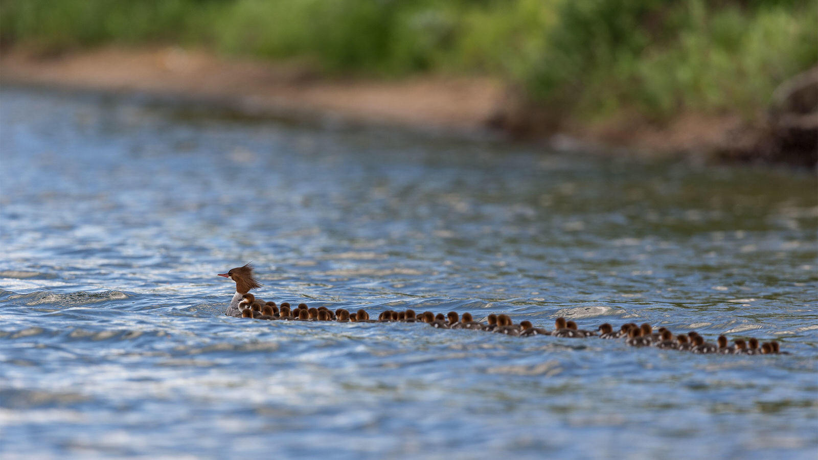 common merganser brent cizek 1