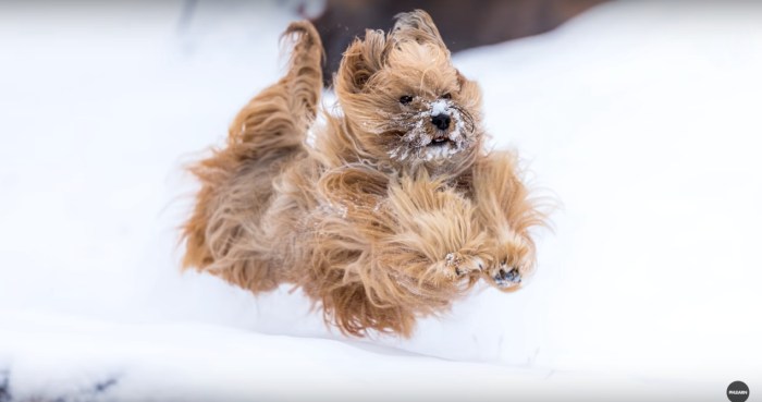 Long-haired dog frozen mid-run in the snow, all four paws off the ground