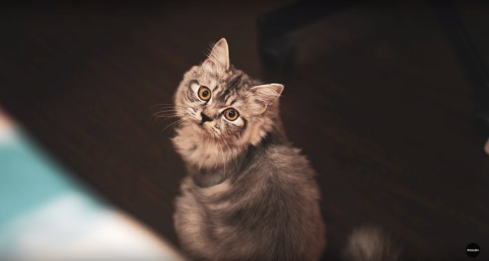 Fluffy tabby kitten sitting on a wood floor, looking up at the camera