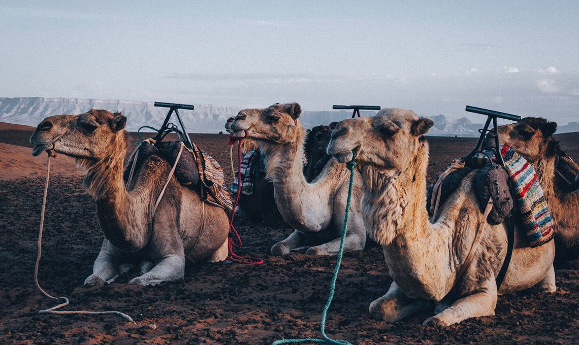 Row of camels resting on the ground in a desert, before the Black & White action is applied