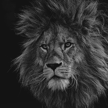 Black & White - Lightroom Presets