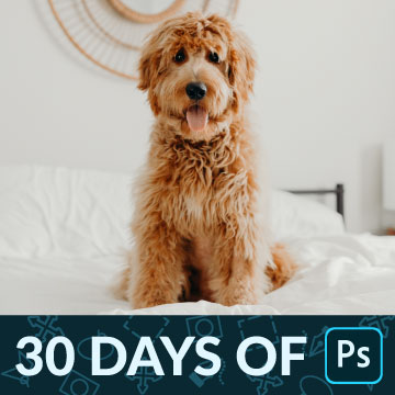 Curly-haired golden doodle sitting on a bed with its tongue out, 30 Days of Photoshop Day 1