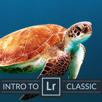 lightroom classic import and organize