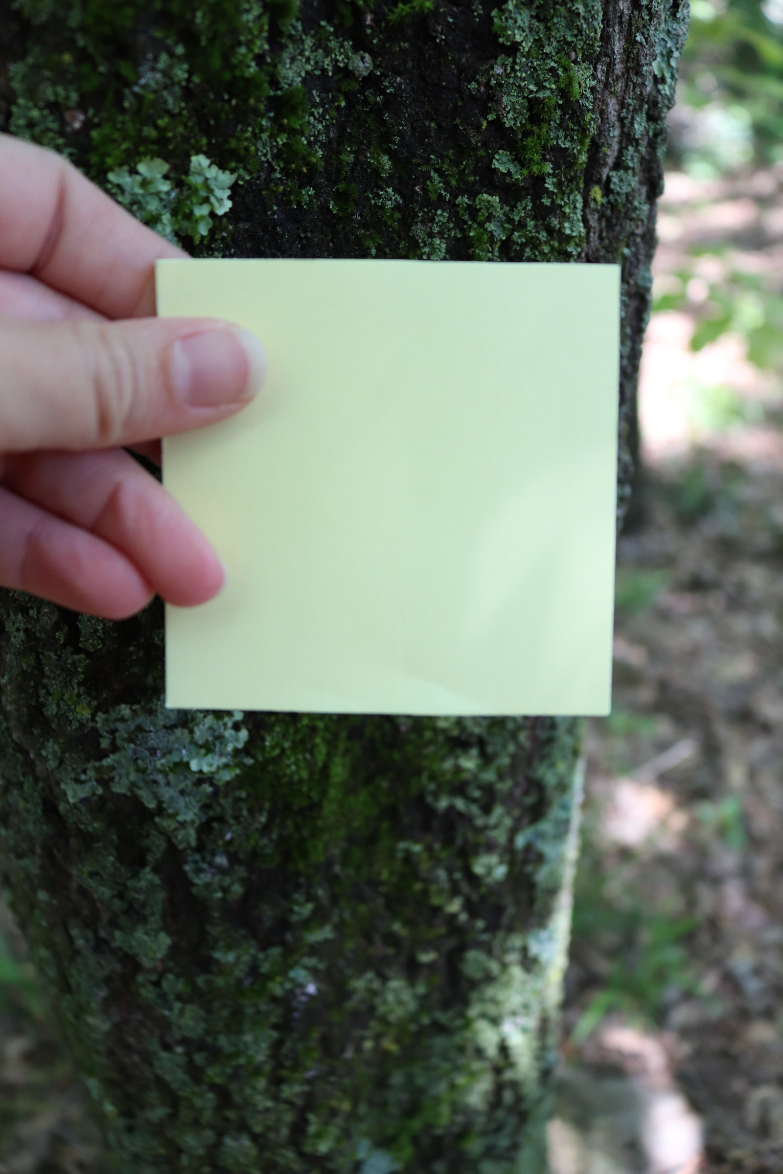 Focus Stacking Series-1