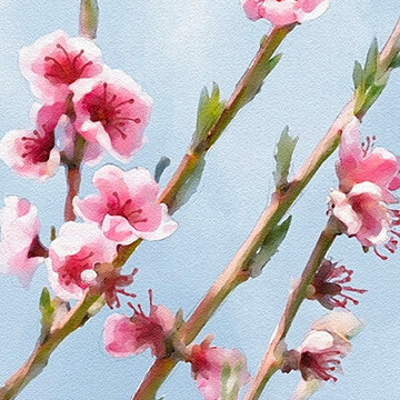 Pink cherry blossom branches against a pale blue sky, painted in a soft watercolor effect