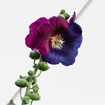 A purple and blue hollyhock flower isolated on white, showing a color change made with the Hue slider in Lightroom Classic