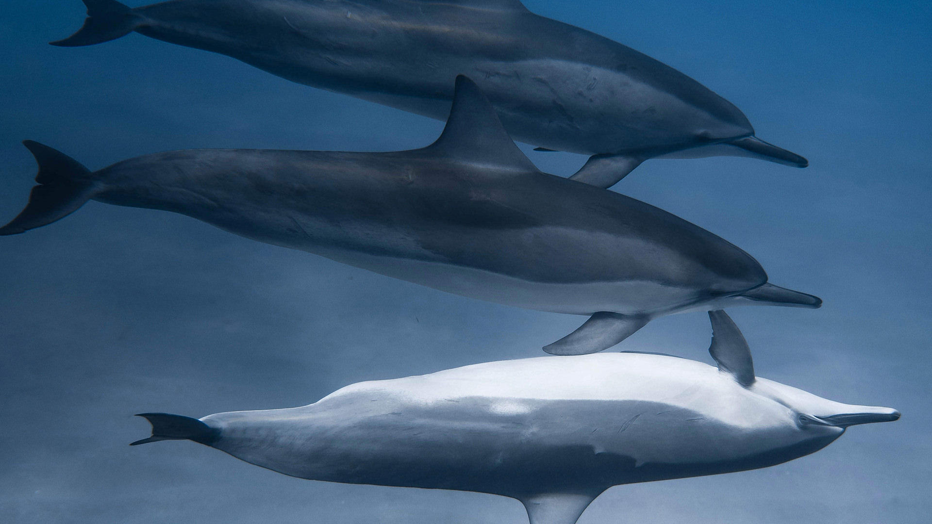 pen tool keyboard shortcuts photoshop