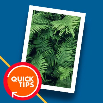 Photo of ferns shown with a white polaroid-style border added on a blue background, demonstrating how to add a border to a photo in Photoshop