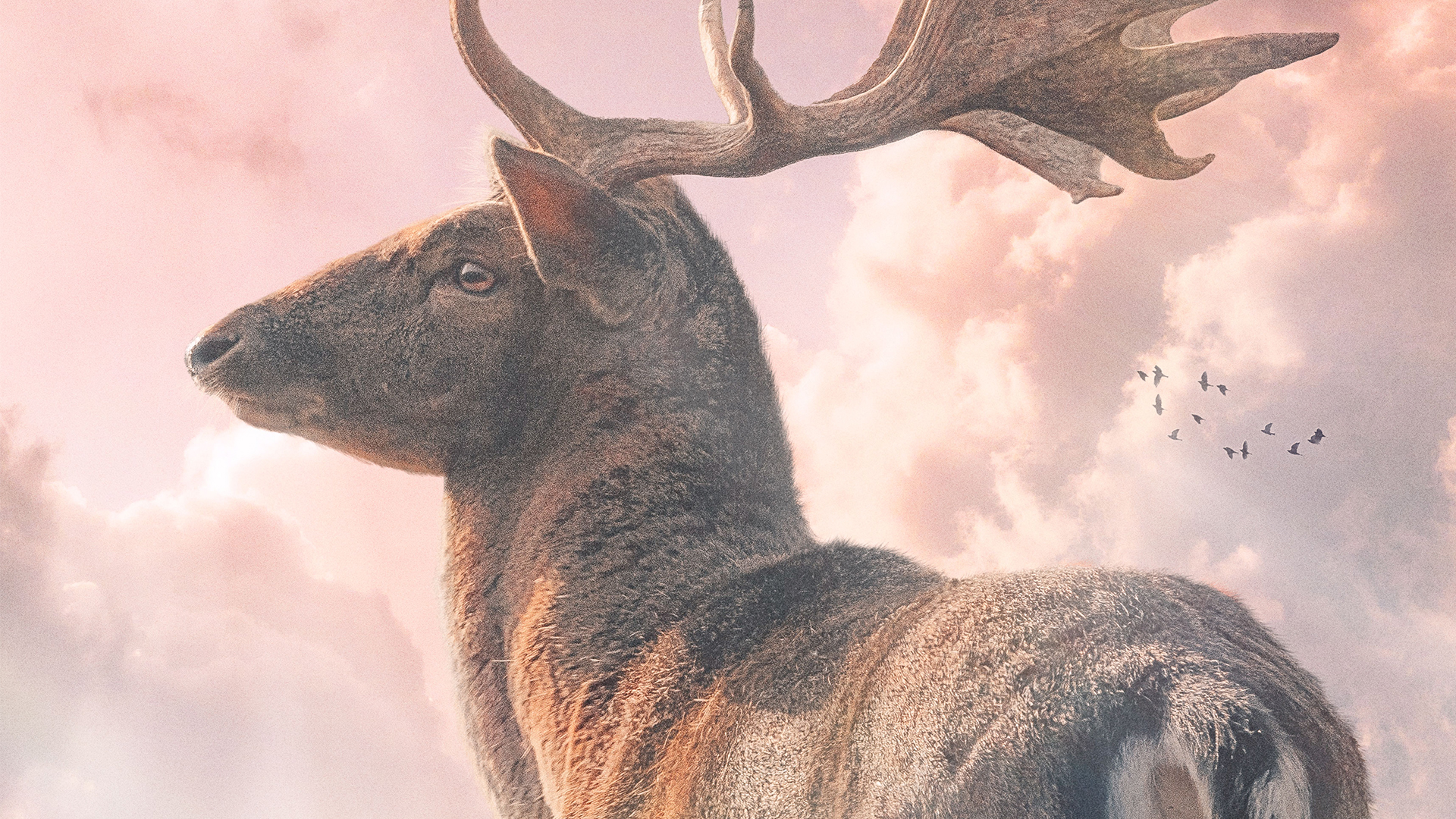 nature composite stock photos photoshop