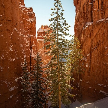 Snow-dusted red rock canyon with a pine tree, thumbnail for an advanced landscape editing tutorial in Photoshop and Adobe Camera Raw