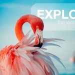 A flamingo with the word EXPLORE