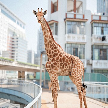 A giraffe composited into an urban city street scene near modern buildings — The Power of Compositing in Photoshop 2025 tutorial thumbnail