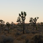 Joshua trees at dusk